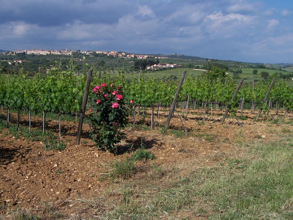 Agriturismo La Carlina Vila Magliano in Toscana Exterior foto